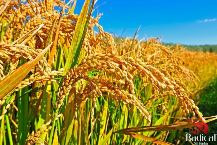 Paddy procurement for the Yala season