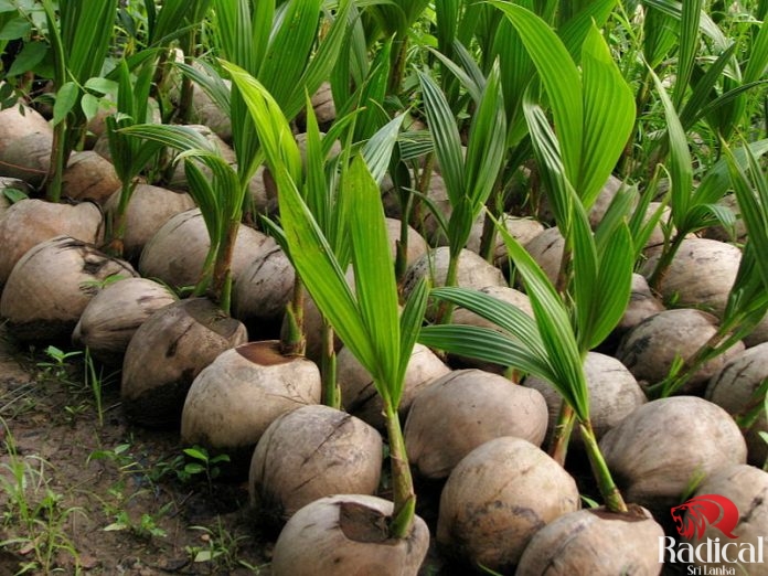 First Seed Coconut Production Unit in the North